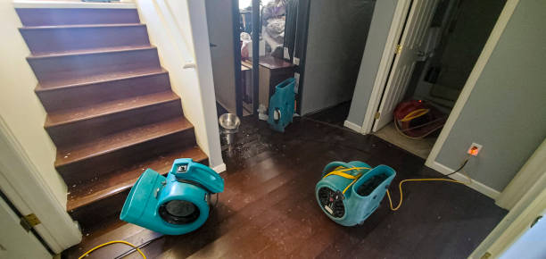 Best Mold removal after water damage  in Wamego, KS