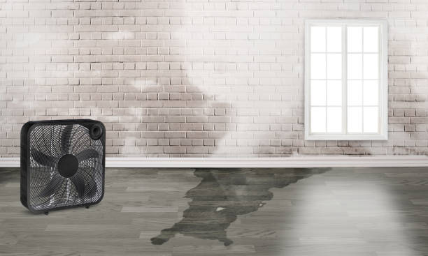 Best Water damage restoration near me  in Wamego, KS